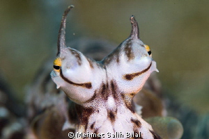 The eyes of mimic octopus. by Mehmet Salih Bilal 